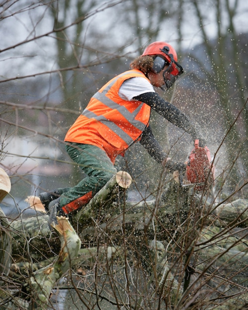 maintenance | tree maintenance